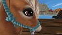 Discovery splash banner for Star Stable Hangout Discord server