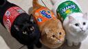 Discovery splash banner for ORANGE CAT Discord server