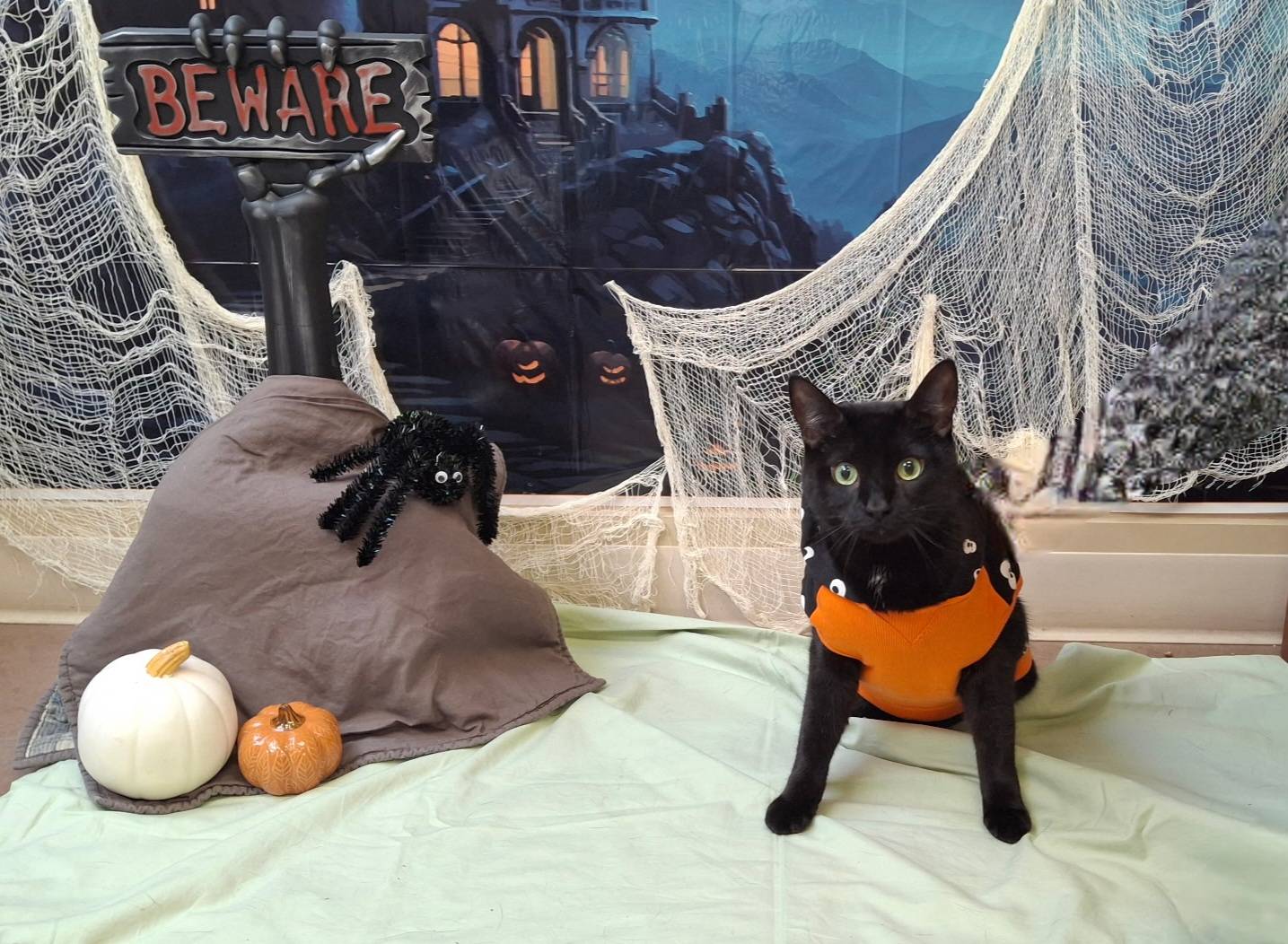 Discovery splash banner for r/blackcats Discord server
