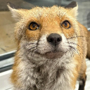 Discovery icon for Harold The Fox Discord server
