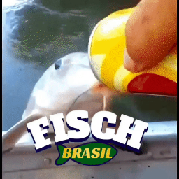 Discovery icon for Fisch Brasil Discord server