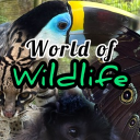Discovery icon for World of Wildlife ๐ฒ Discord server